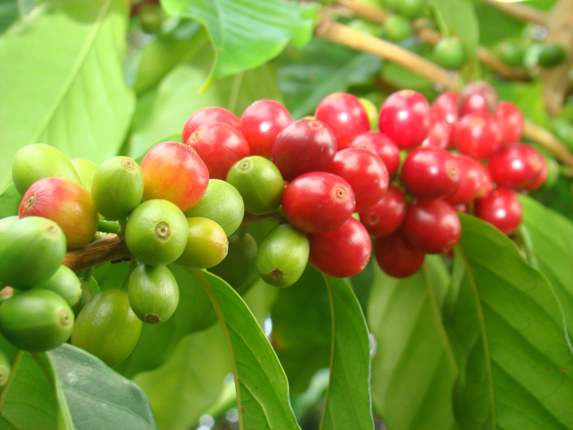 Authentic Ethiopian coffee beans