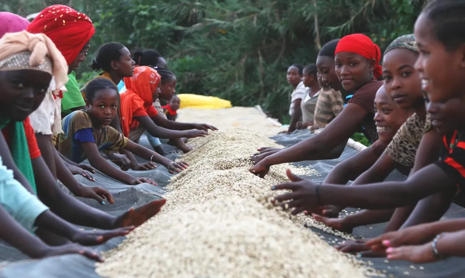 Djimma coffee