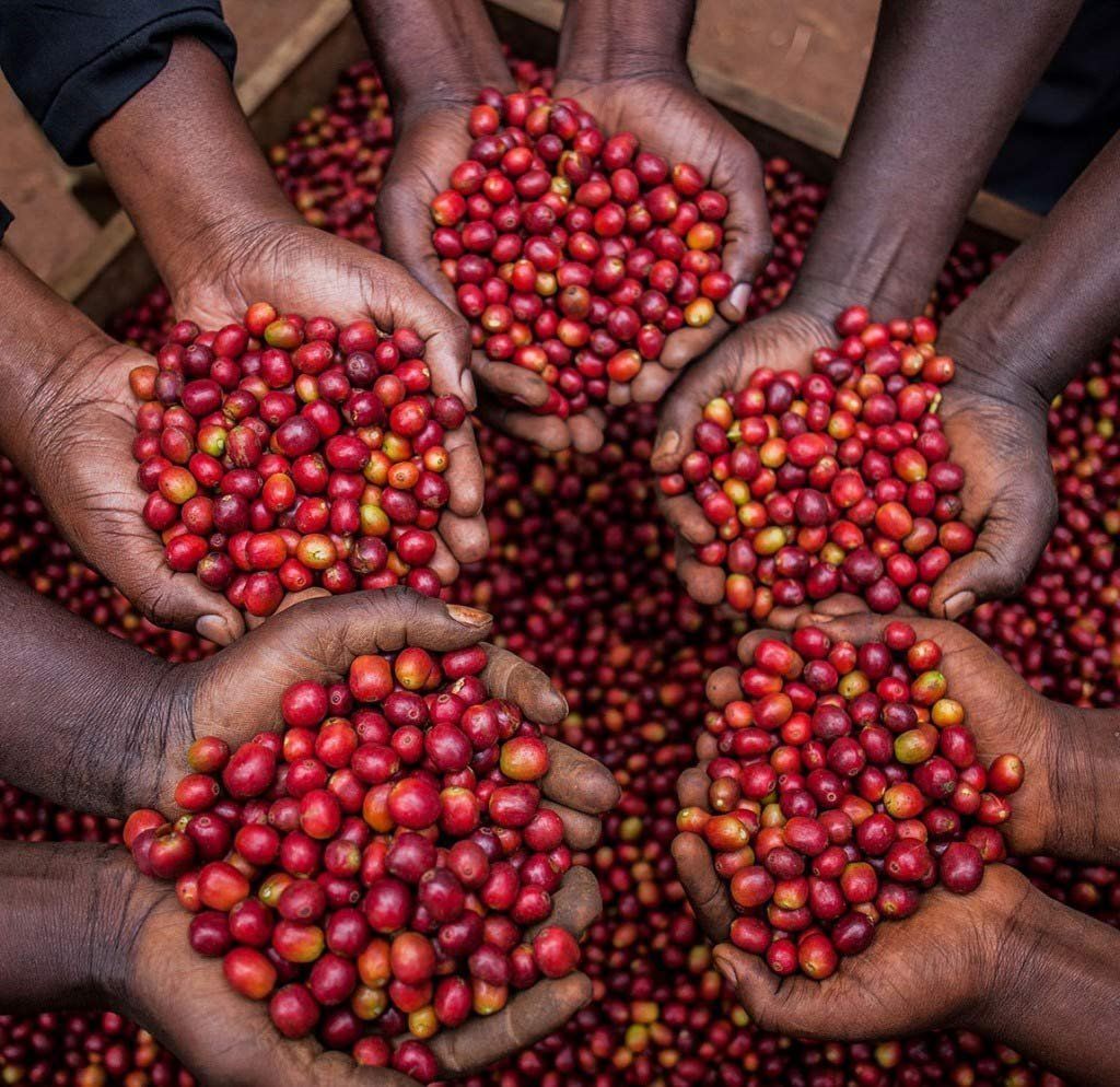 Harar coffee