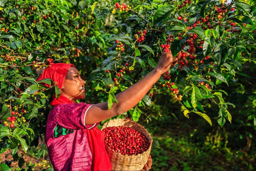 Coffee growing in Ethiopia