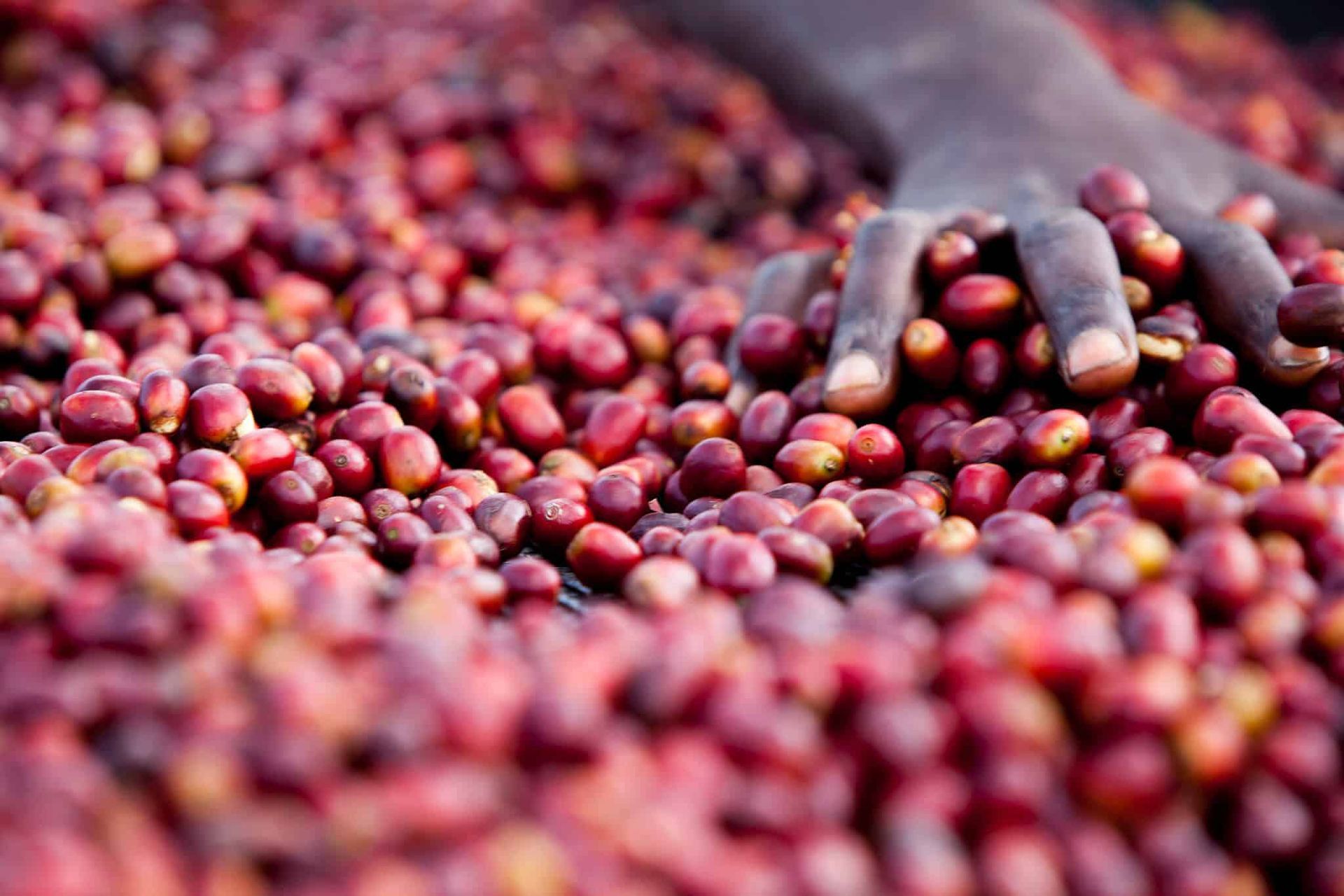 Yirgachefe coffee